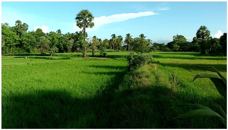 Mysuru : Rice blight and wireworm disease snr