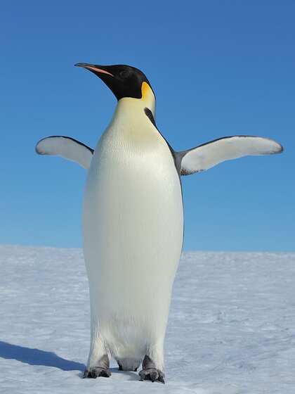 Penguin
