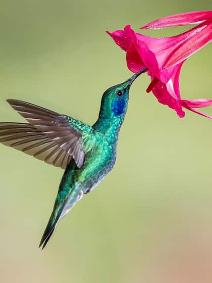 Humming Bird