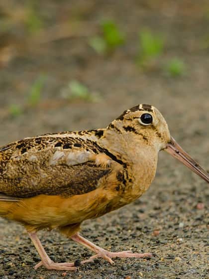 Woodcock