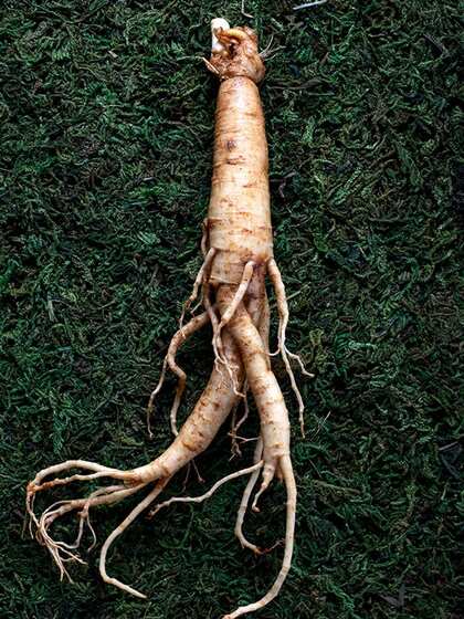 Ginseng