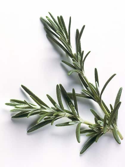 Rosemary