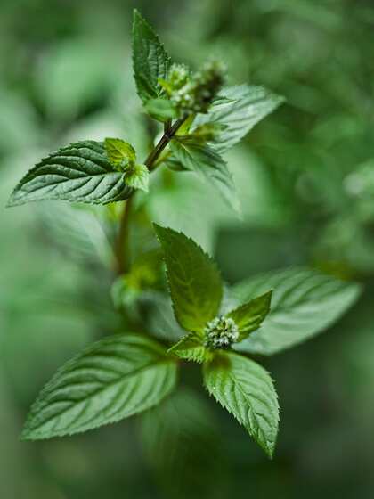 Peppermint