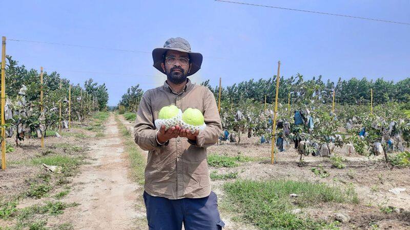 ఉద్యోగాన్ని వదిలేసి వ్యవసాయం.. జామకాయలు పండిస్తూ కోట్ల ఆదాయం