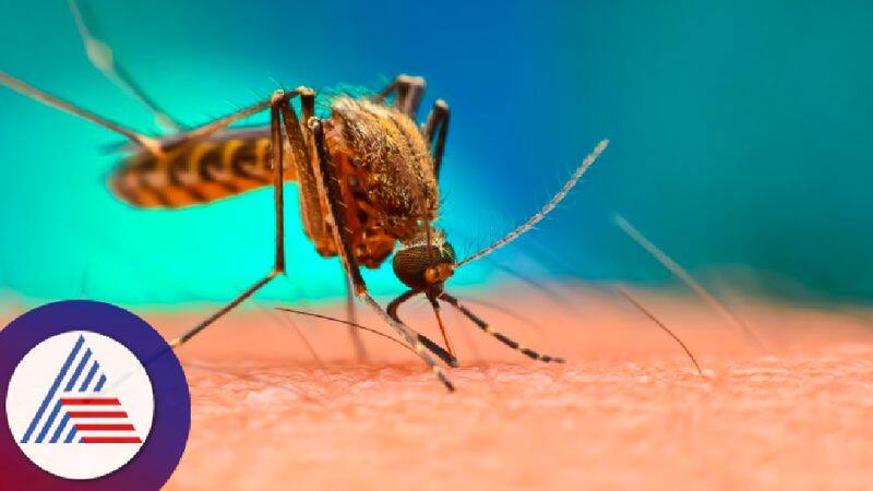 Dengue Fever Cases Increase in Karnataka grg 