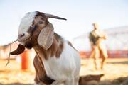 Goat helped Jaipur police to bust fake currency racket and arrest 2 accuse ckm