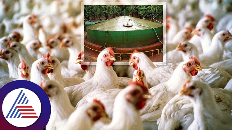 Haryana Man Creates Electricity With Chicken Dung After He Could Get A Connection roo