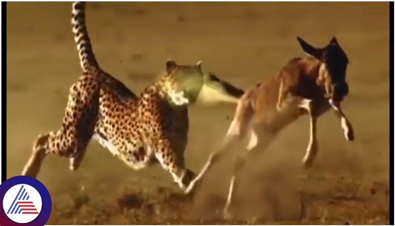 Wild donkey saved his life by fart on cheetah mouth sat