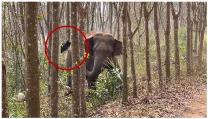 video of an elephant picks up a bag of drugs hidden in a bush went viral bkg 