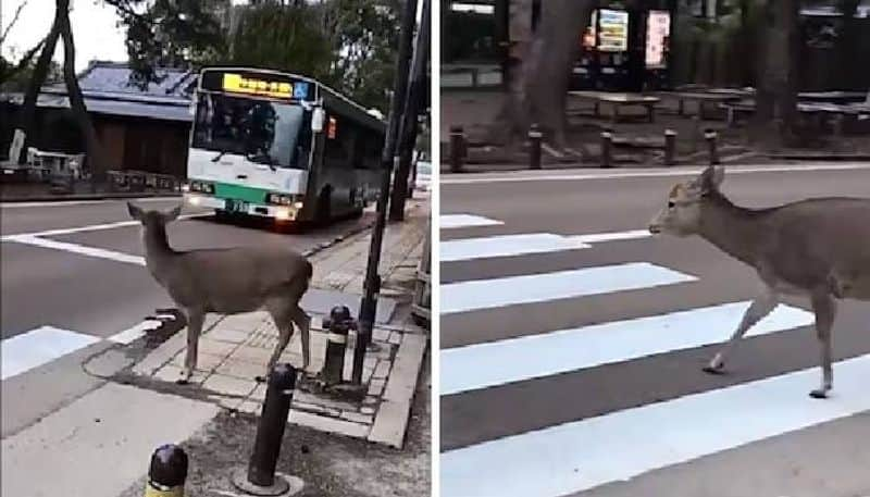 deer crossing road using a zebra crossing rlp