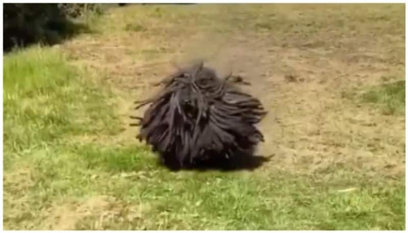 video of the dreadlock dog coming down the hill went viral bkg 