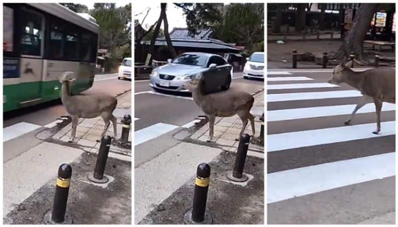 video of a deer waiting for the traffic signal to cross the road went viral bkg