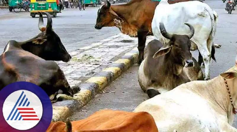 Stray cattle problem in Vijayapur trafficing rav