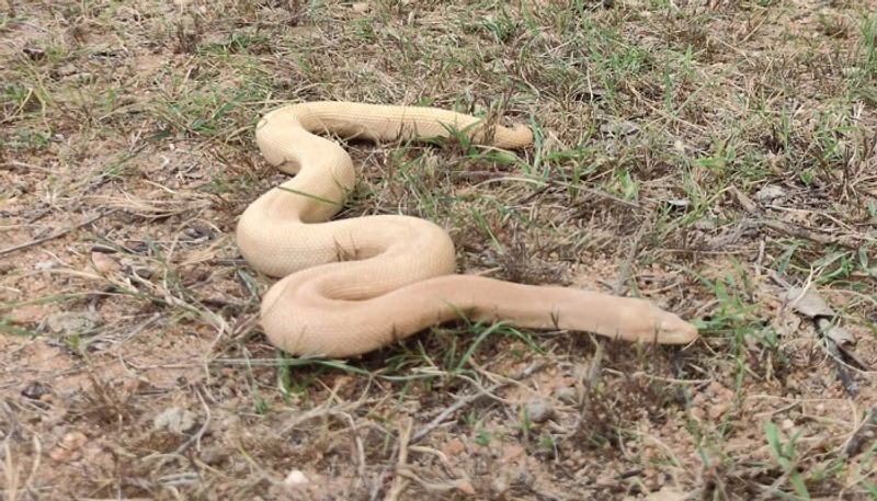 Rare Albino Snake Found at Hampi in Hosapete grg