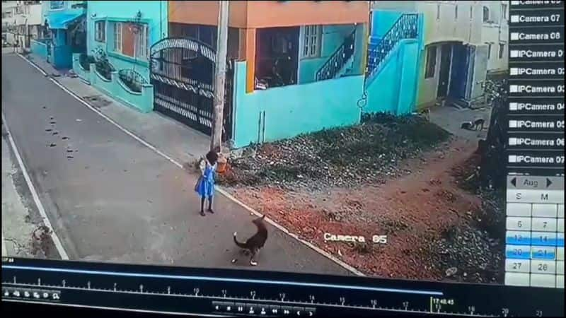 street dogs bite girl baby at hosur in krishnagiri district video goes viral vel