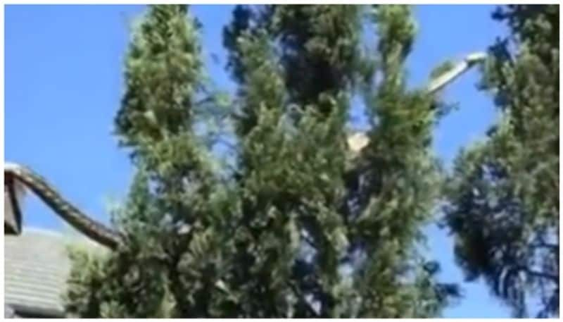 video of huge carpet python crawling from the top of the house to the tree went viral bkg 