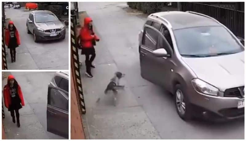 Video of stray dog prevent kidnapping a girl in the sreet went viral bkg