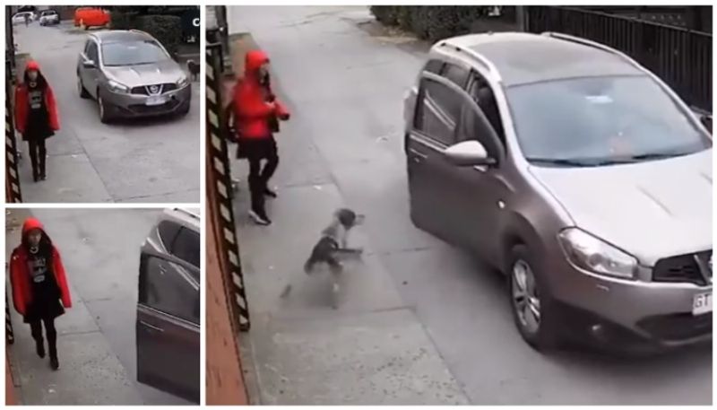 Video of stray dog prevent kidnapping a girl in the sreet went viral bkg