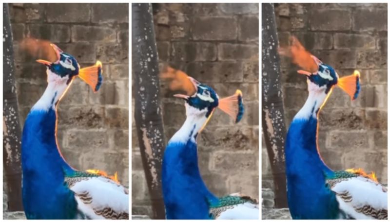 fire-breathing peacock video has gone viral on social media bkg 