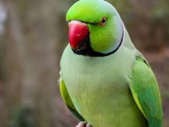 Meerut liu inspector Shweta Yadav parrot misti missing  ZKAMN