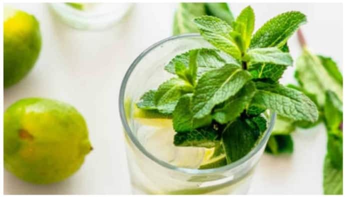 mint leaves
