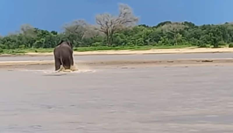 elephant and crocodile fights under water hyp