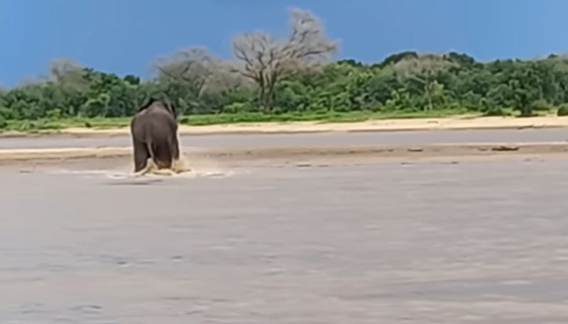 elephant and crocodile fights under water hyp