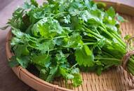 A beginners guide to growing coriander at home iwh