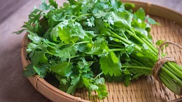 A beginners guide to growing coriander at home iwh