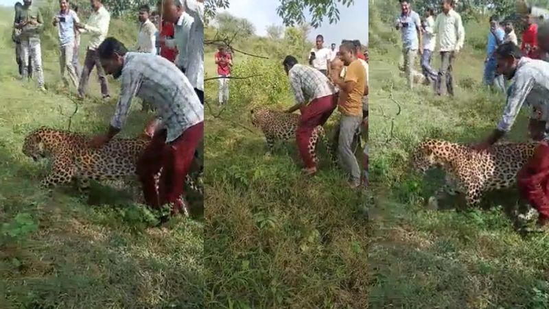 villagers chase sick leopard for selfie in Madhya Pradesh Dewas video viral netizens slams humans  for their inhuman behaviour akb