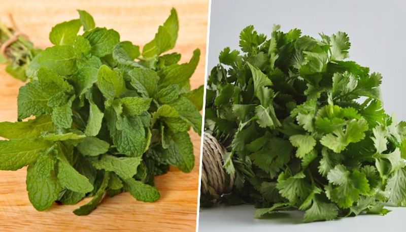 Mint Vs Coriander: Which one is healthier and know their nutrition facts  RBA EAI