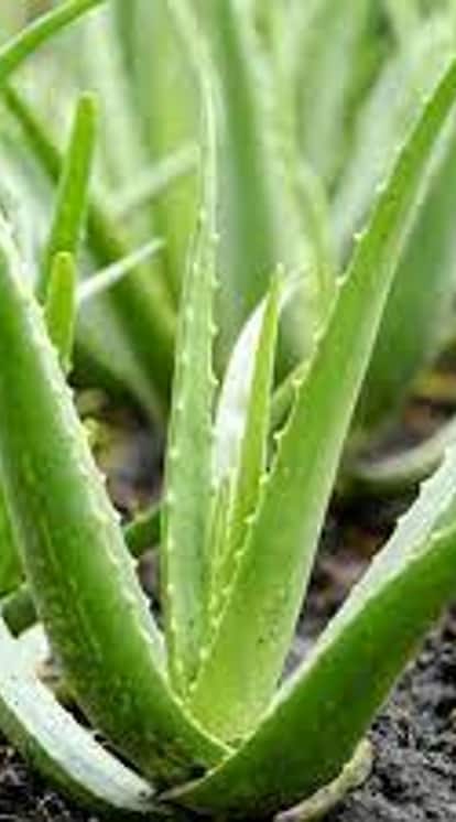 కలబంద
