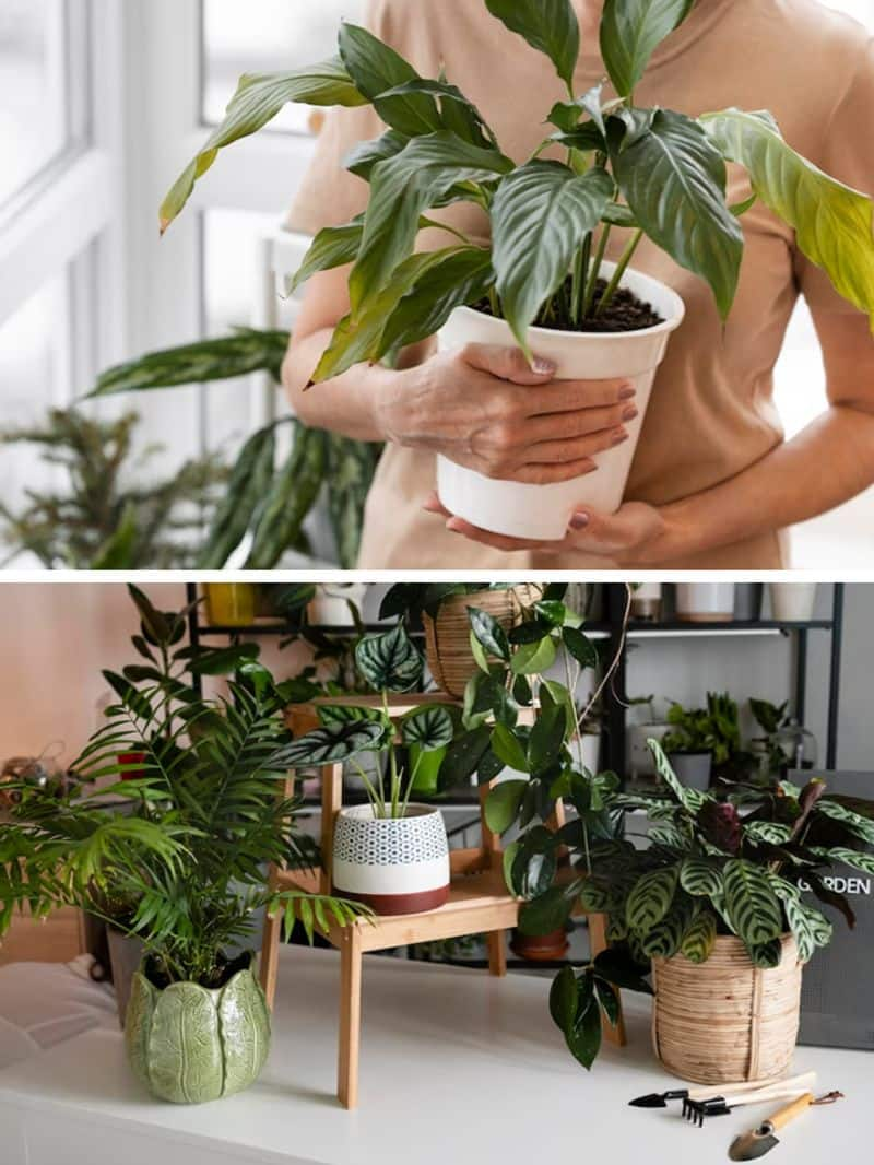 5 House Plants That can live Over 100 Years ram 