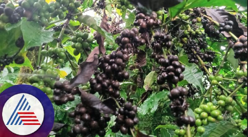 Lack of rain in chikkamagaluru coffee and pepper crops destroyed by temperature rav