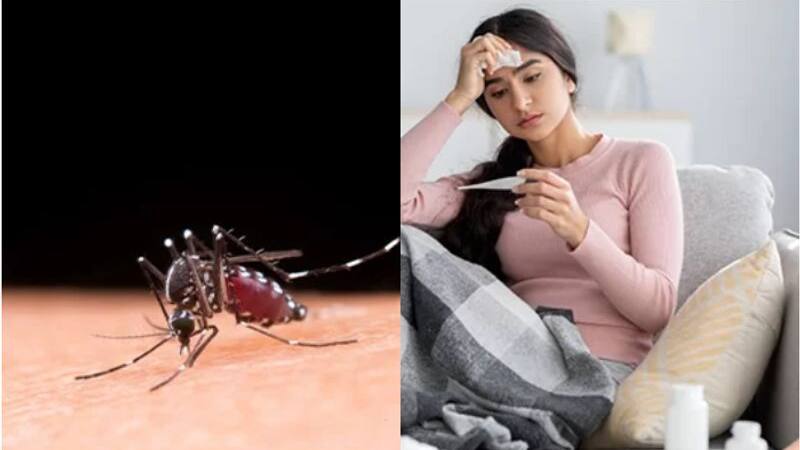 dengue fever