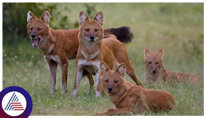 Astonishing encounter: Villagers stunned by rare sighting of Asiatic Wild Dog (Dhole) pack in Theerthahalli vkp