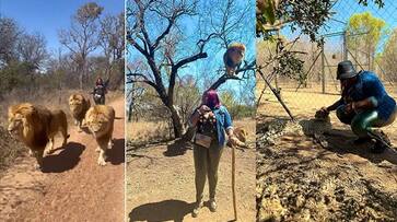 woman took out a parade of lions fearlessly watch video zrua