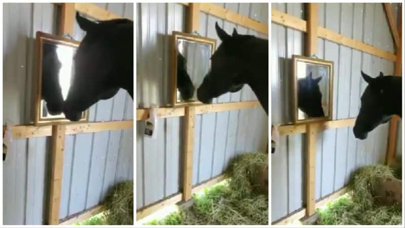 video of a horse surprised by its own reflection in the mirror has gone viral bkg 