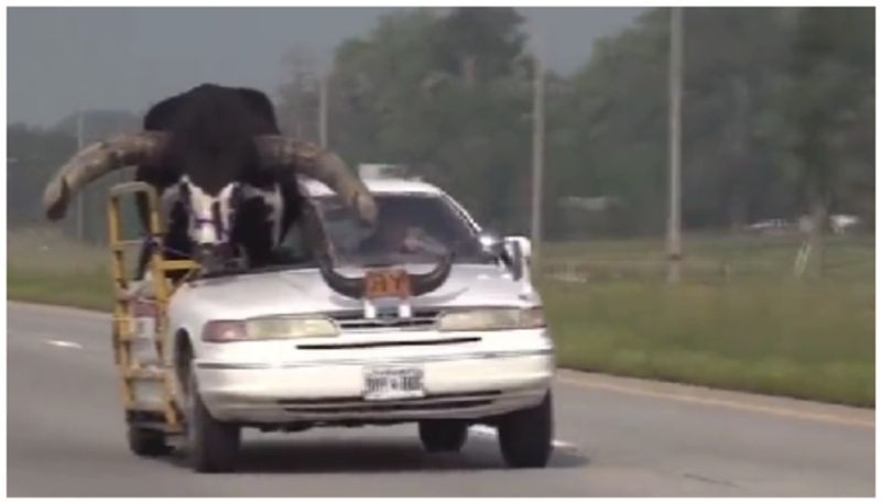 Native American traveling with a Watsui bull in a car bkg 