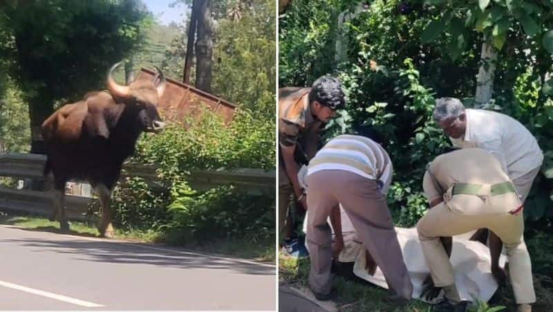 A mother wild cow searches for her calf that was killed by a vehicle