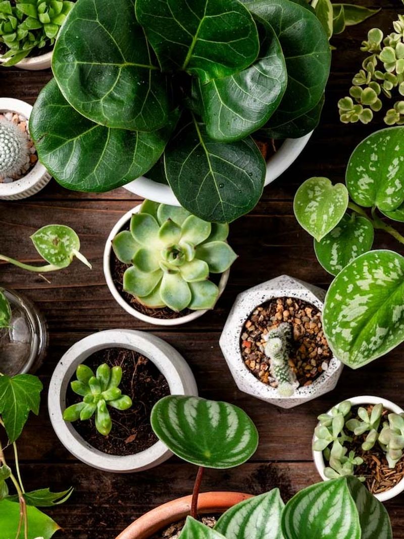 7 tips to keep your plants thriving in every season- Asianet Newsable