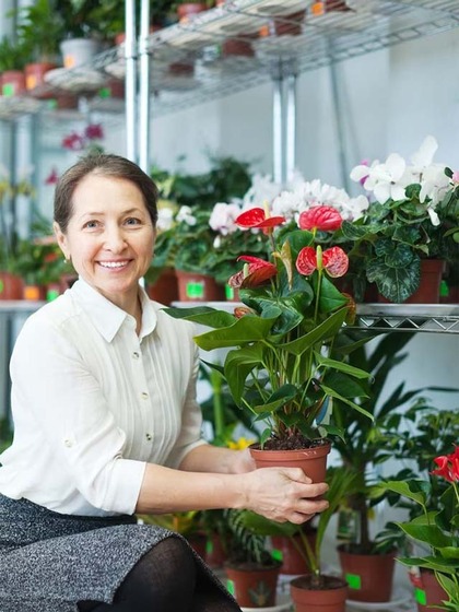 2. Anthurium (Flamingo Flower):