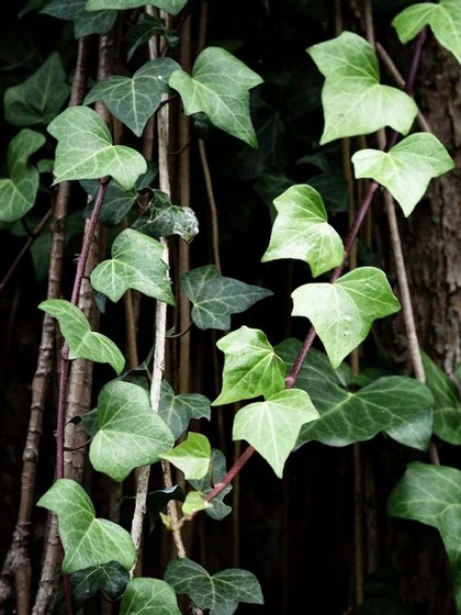 3. Ceropegia Woodii (String of Hearts):