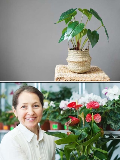 5 plants with heart-shaped leaves for your garden