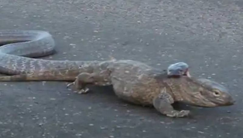 fight between a king cobra and Monitor Lizard rlp