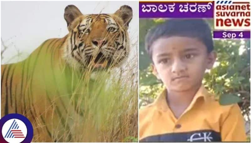 Mysore tiger that ate 7 year old boy dragged the child in front of his parents sat