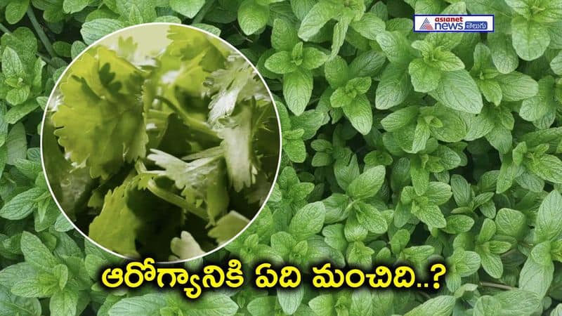 Mint vs. Coriander: Which Herb Wins the Battle for Digestive Health?