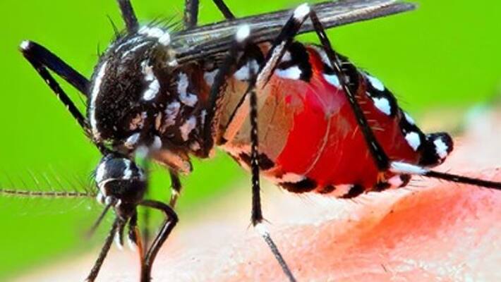 Dengue, Viral fever, Swine Flu increase in Delhi, Symptoms of Dengue