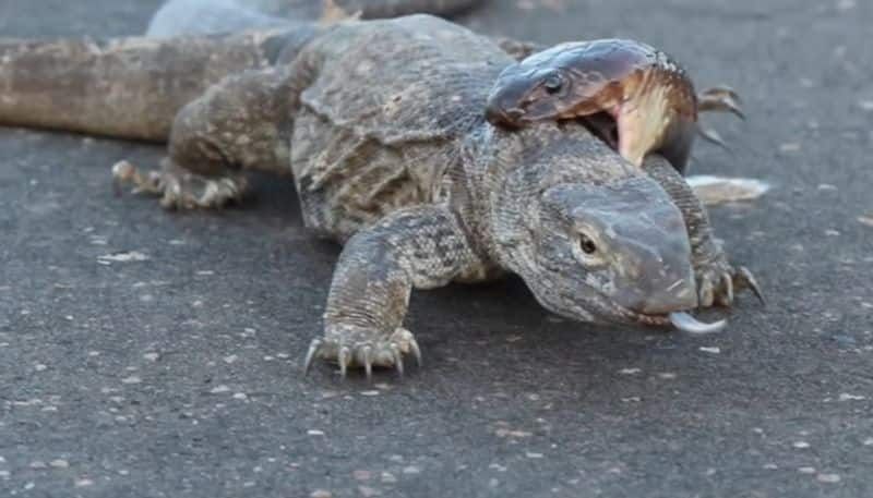 a cobra and monitor lizard fights each other the video going viral now hyp