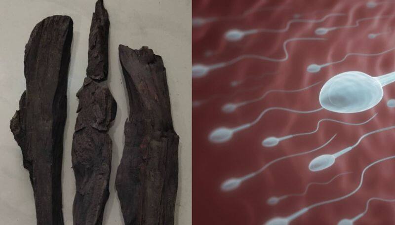 Karungali tree stick helps to increase Sperm Count and quality know more about karungali tree ans